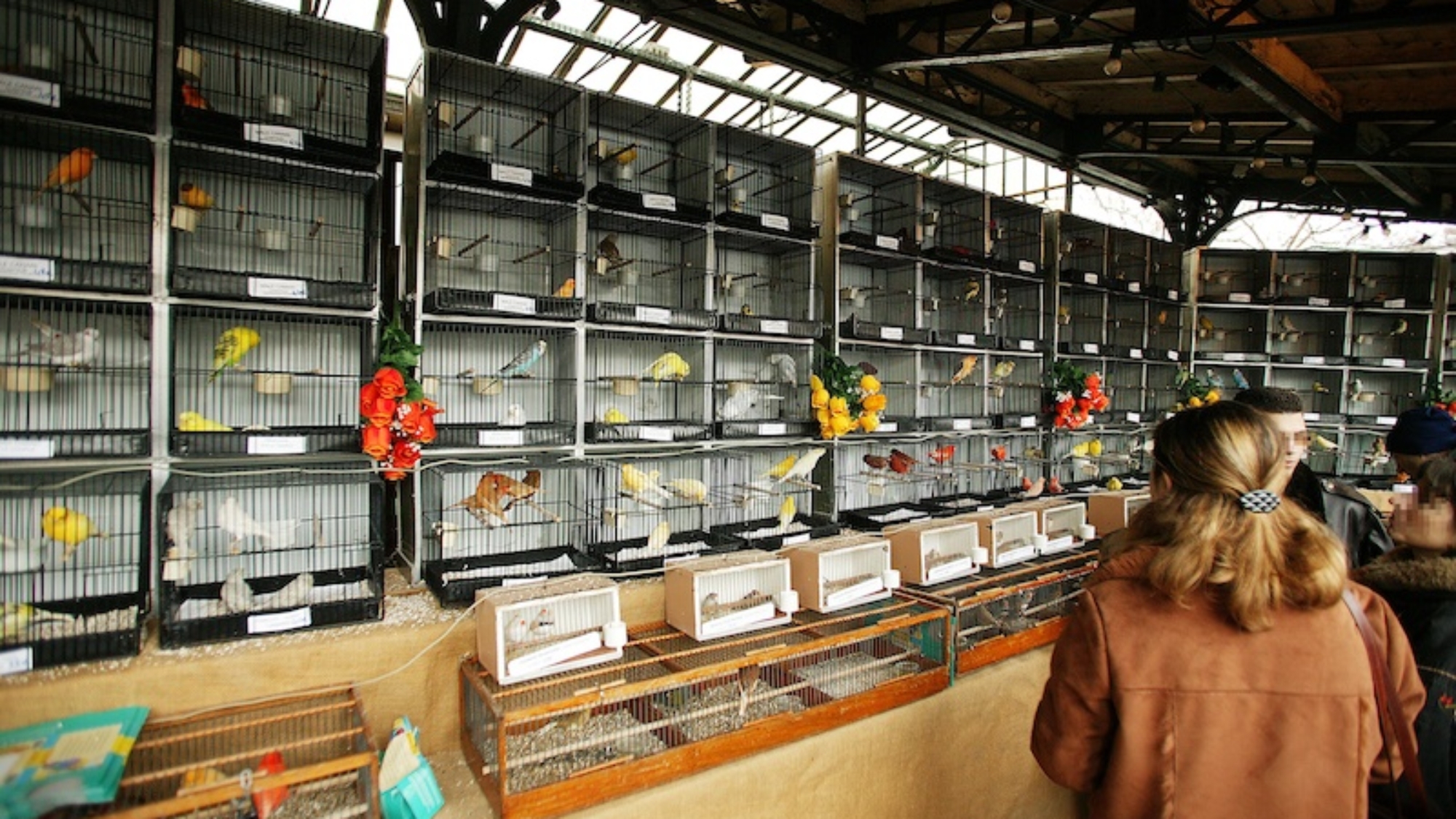 bird market paris