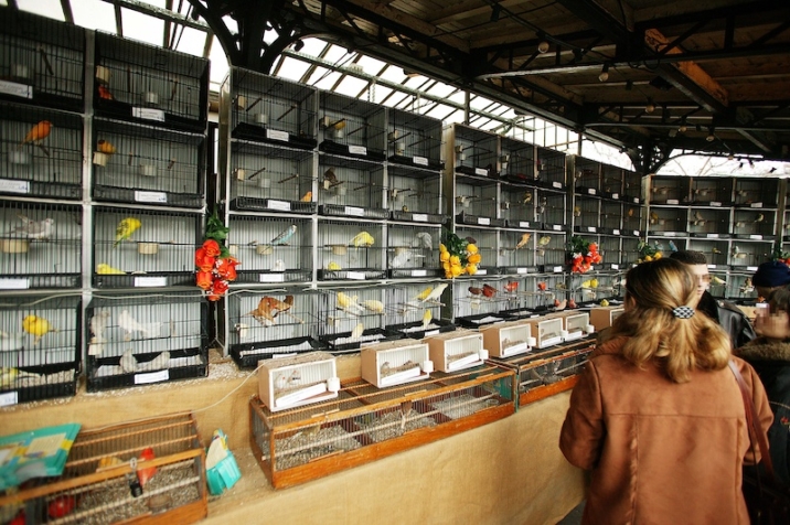 bird market paris